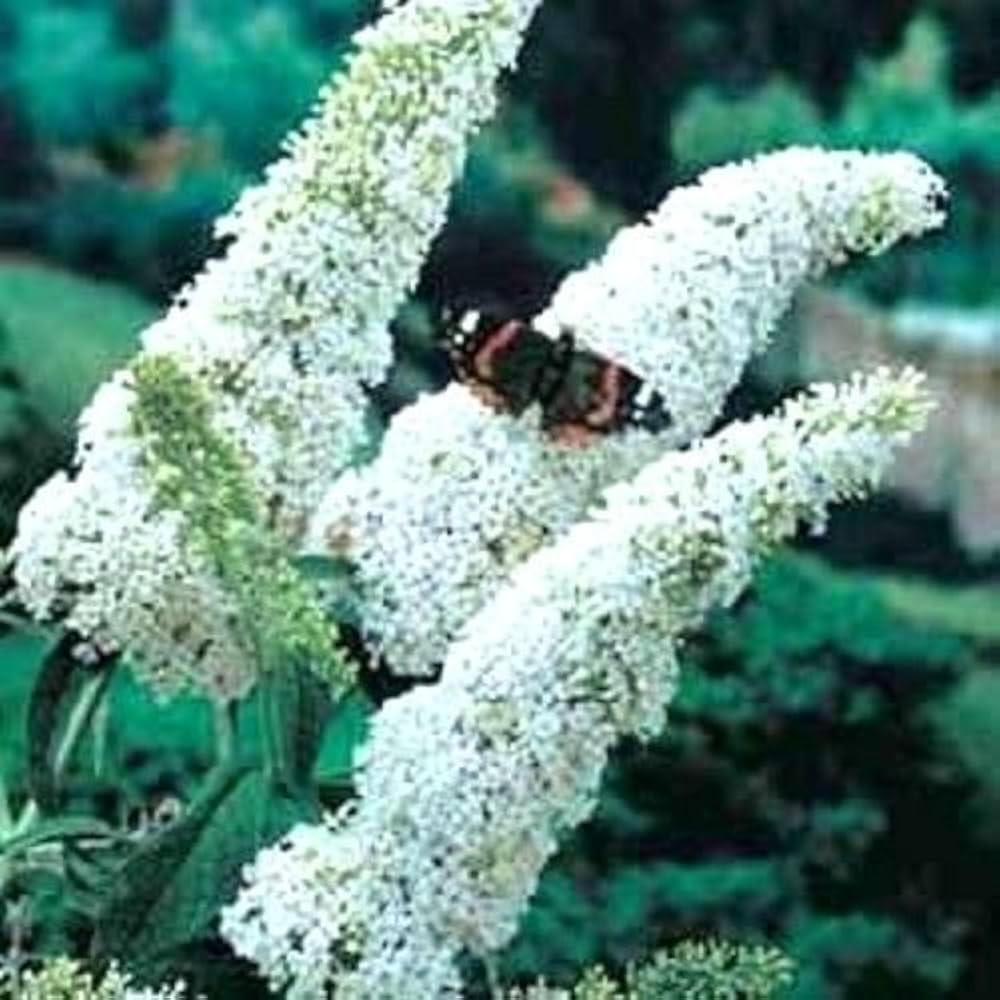 white butterfly flower seeds
