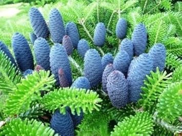 blue abies flower seeds