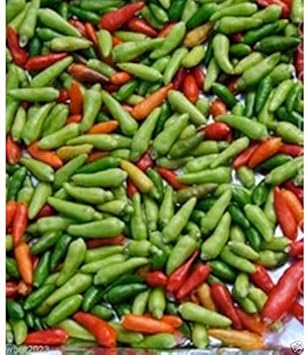 Vegetable Seeds, Seeds for Planting, Plant Seeds