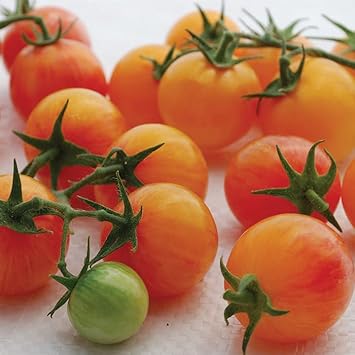 Pink Yellow Tomato Vegetable Seeds for Planting