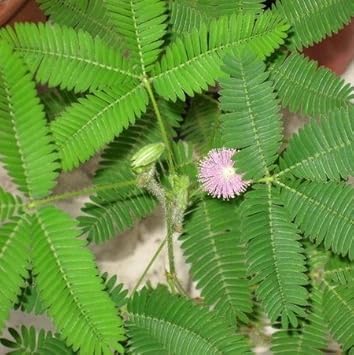 pink organic flower seeds