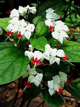 white red flower seeds