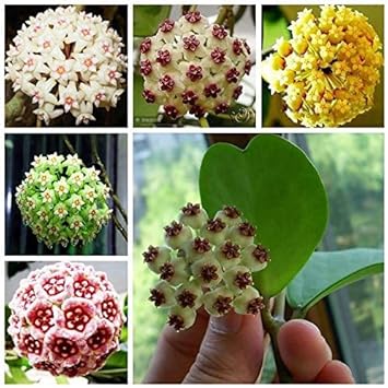 Flower Seeds, Seeds for Planting, Plant Seeds