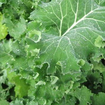 Green Siberian Kale Plant Seeds for Planting
