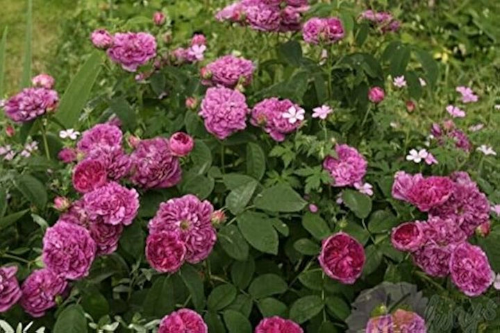 Organic Heirloom Charles de Mills Flower Seeds for Planting – Non-GMO Pink Rose Blooms, High Germination Garden Seeds