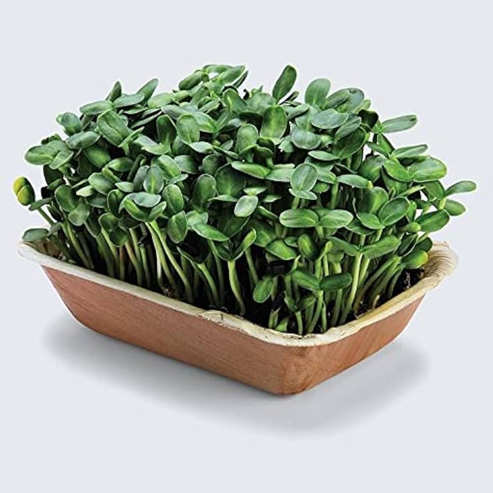 Sunflower Microgreens Seeds for Planting - 100 pcs