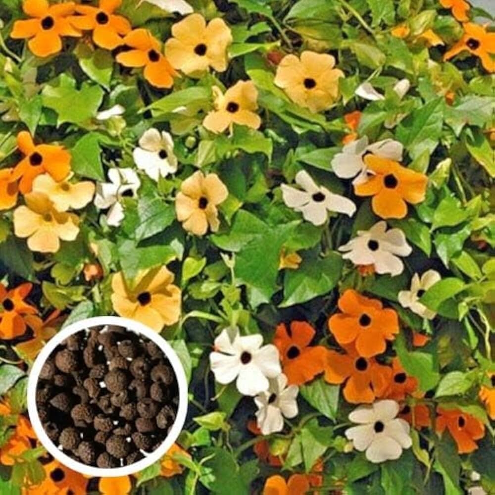 black eyed flower seeds