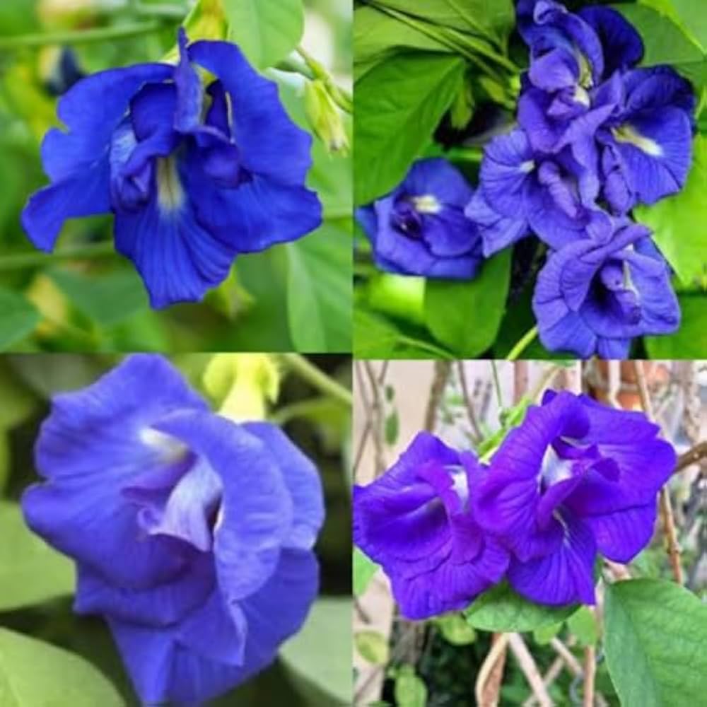 Mix Ternatea Flower Seeds for Planting - 100 pcs