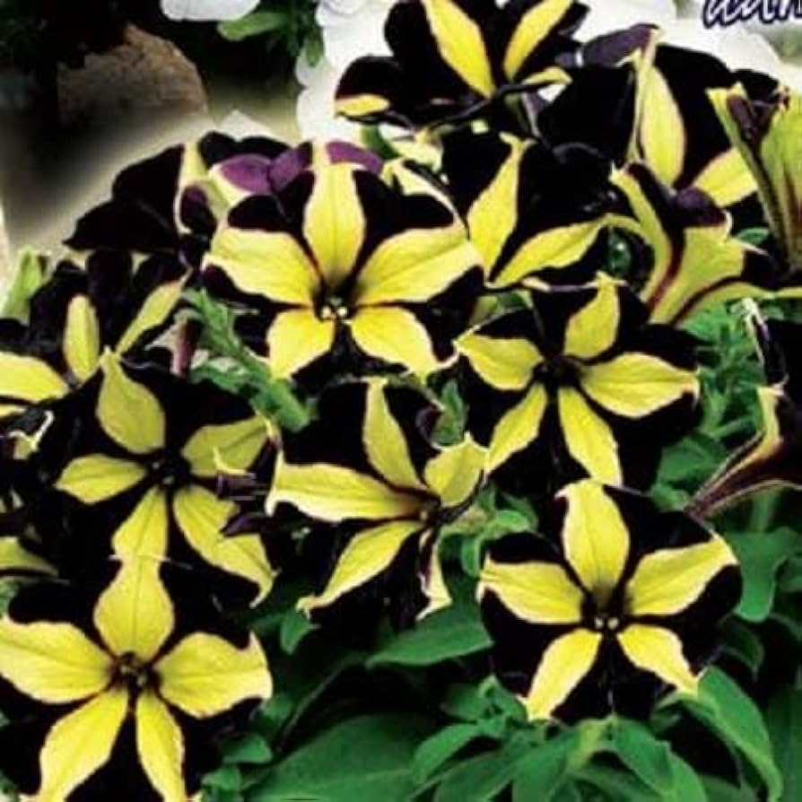 Chocolate Petunia Flower Seeds for Planting - Heirloom, NON-GMO Garden Seeds - Rare & Unique Blooms