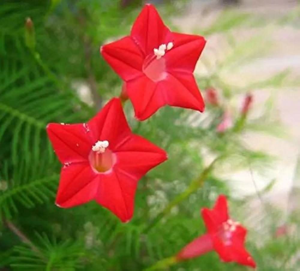 lion s flower seeds