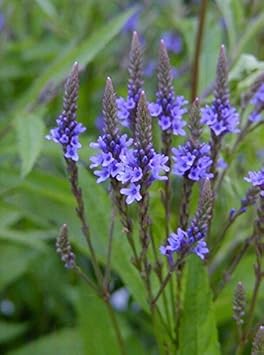 blue vervain flower seeds