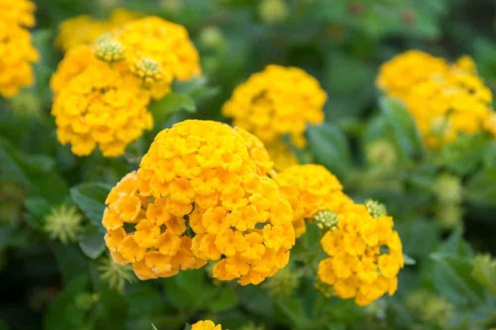 Flower Seeds, Seeds for Planting, Plant Seeds