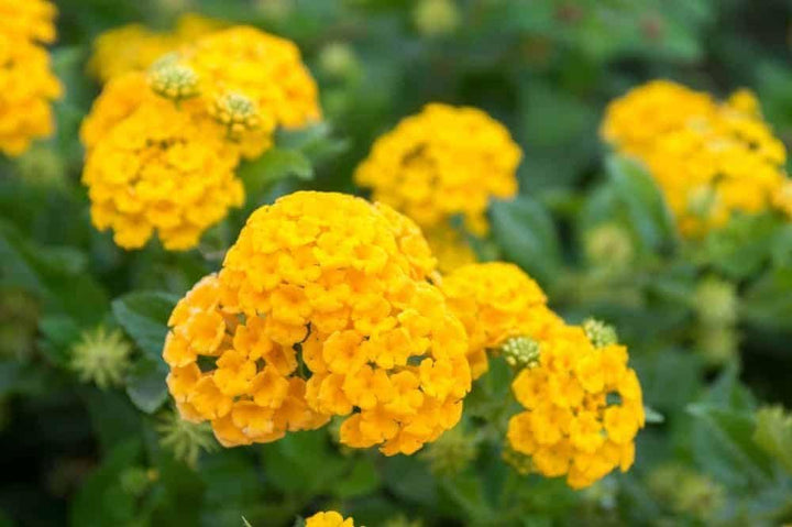 Flower Seeds, Seeds for Planting, Plant Seeds