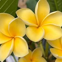 yellow heirloom flower seeds