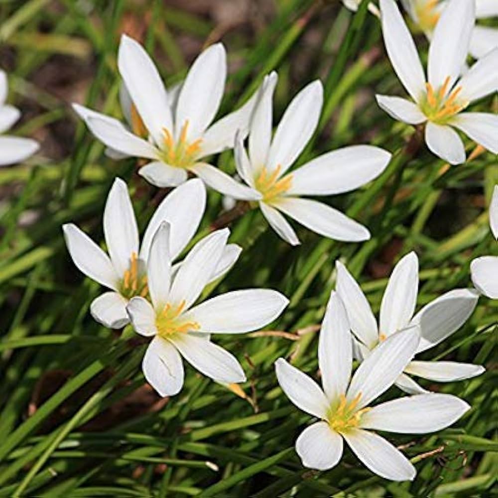 rain lily flower seeds Zephyranthes Carinata Seeds – Heirloom Non-GMO – Neeraseeds