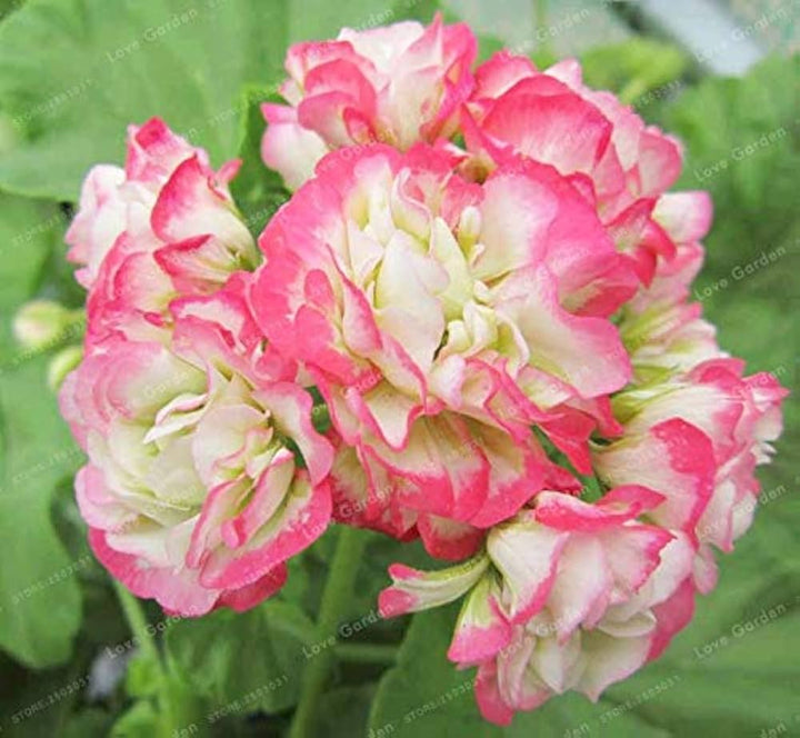 White Pink Geranium Flower Seeds for Planting 100 pcs