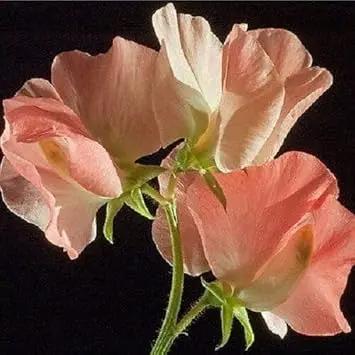 peach heirloom flower seeds