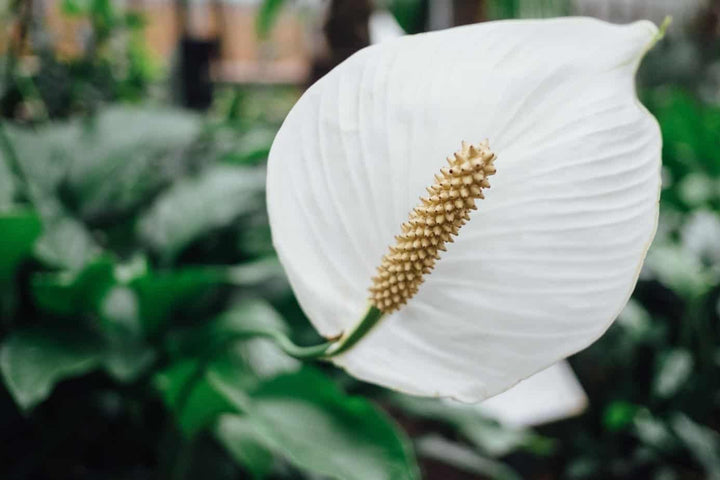 Flower Seeds, Seeds for Planting, Plant Seeds