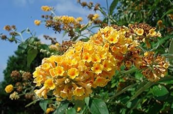 Flower Seeds, Seeds for Planting, Plant Seeds