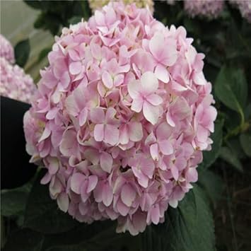 pink heirloom flower seeds