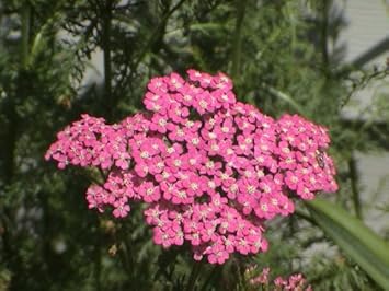pink heirloom flower seeds