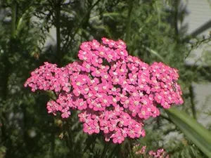 pink achillea flower seeds