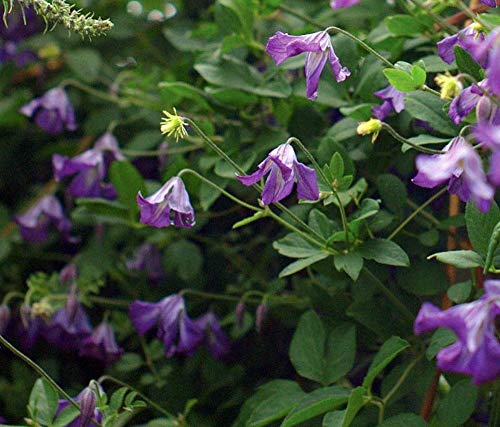 Violet Viticella Flower Seeds for Planting - 100 pcs