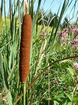 cattails plant seeds Cattails Seeds – Heirloom, Organic, Non-GMO – Neeraseeds
