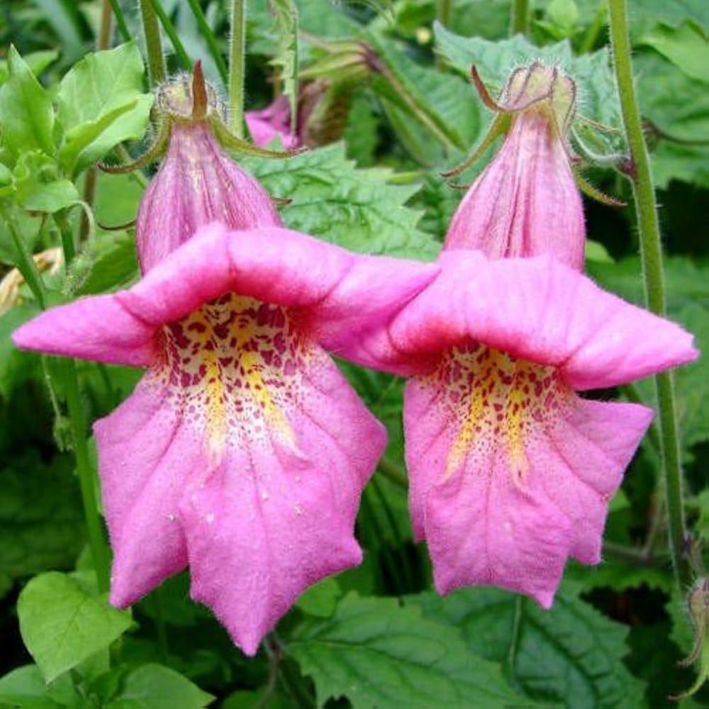 purple chinese flower seeds