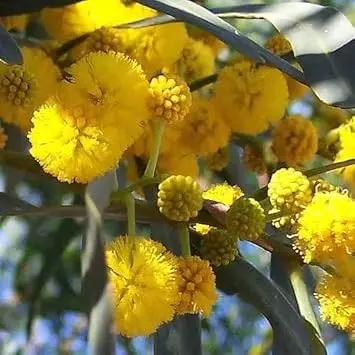 yellow acacia flower seeds
