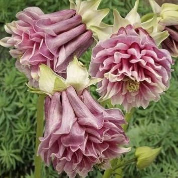 pink petticoat flower seeds