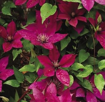 Flower Seeds, Seeds for Planting, Plant Seeds