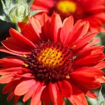 red flower seeds red-arizona-flower-seeds-for-planting-100-pcs – Beautiful Blooms, Flower Seeds – Neeraseeds