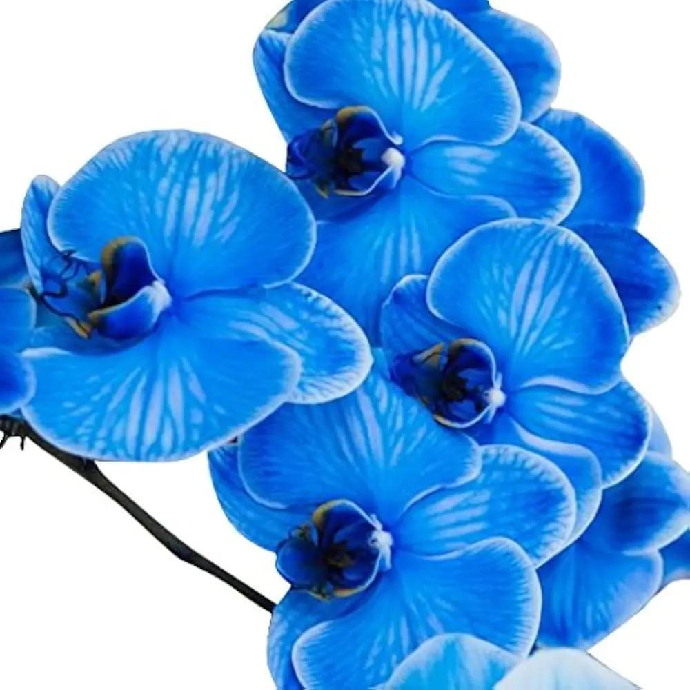 blue futaba flower seeds