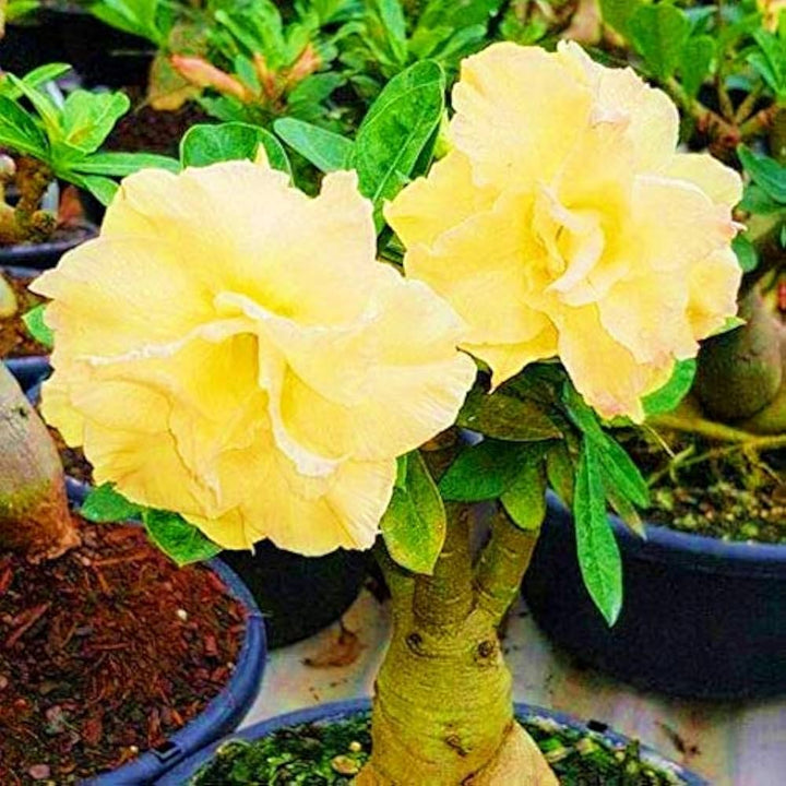 Light Yellow Adenium Obesum Flower Seeds for Planting – Heirloom, Non-GMO, High Germination Desert Rose Bonsai Seeds