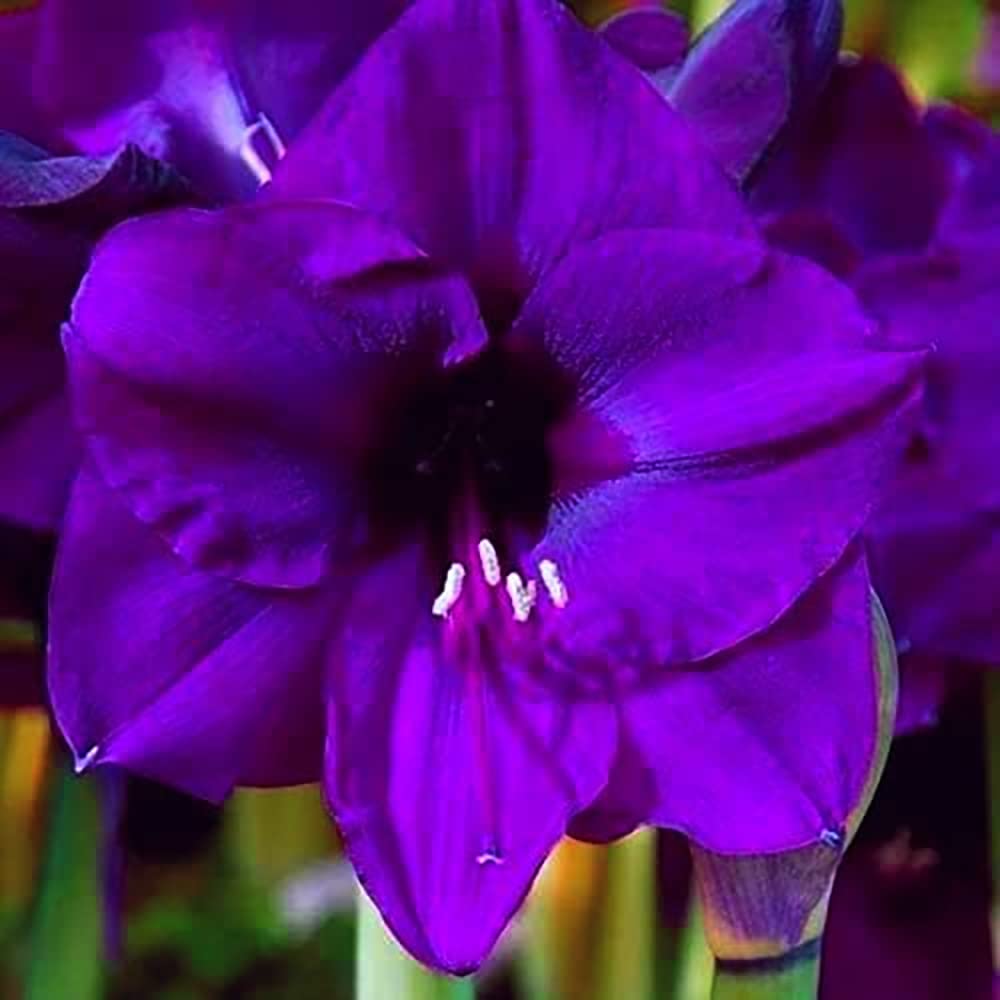 Organic Heirloom Purple Echte Amaryllis Flower Seeds for Planting – Non-GMO, High Germination Organic Bulb Garden Seeds