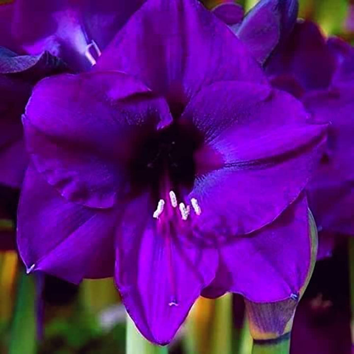 Organic Heirloom Purple Echte Amaryllis Flower Seeds for Planting – Non-GMO, High Germination Organic Bulb Garden Seeds