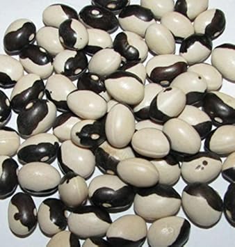 Black White Okra Bean Seeds for Planting
