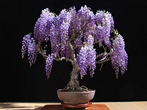 Simsii Bonsai Flower Seeds in Violet for Planting – Heirloom, Non-GMO, High Germination Garden Seeds
