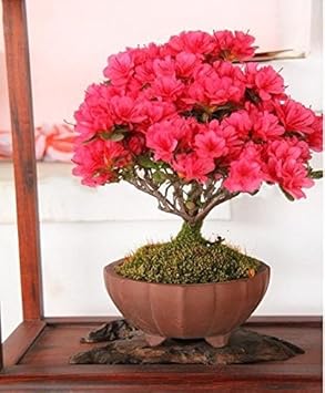 red futaba flower seeds