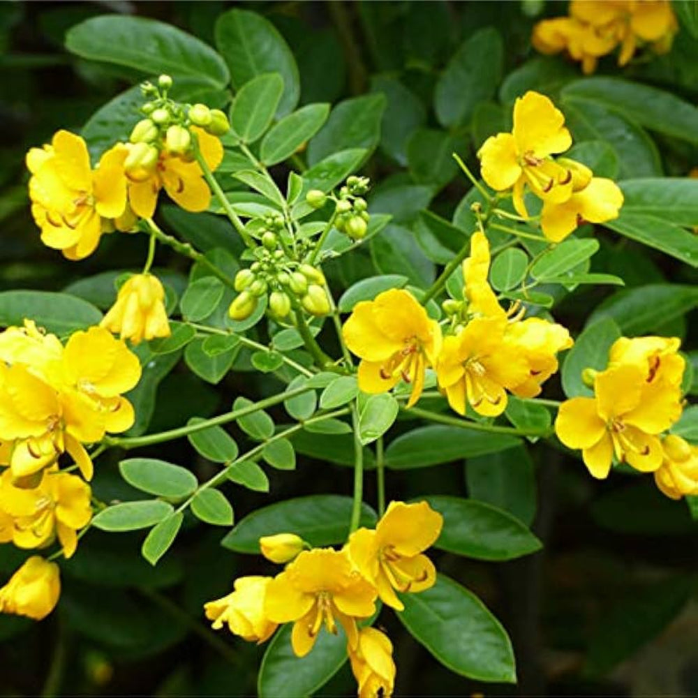 green semen flower seeds