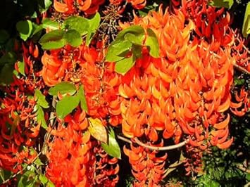 Flower Seeds, Seeds for Planting, Plant Seeds