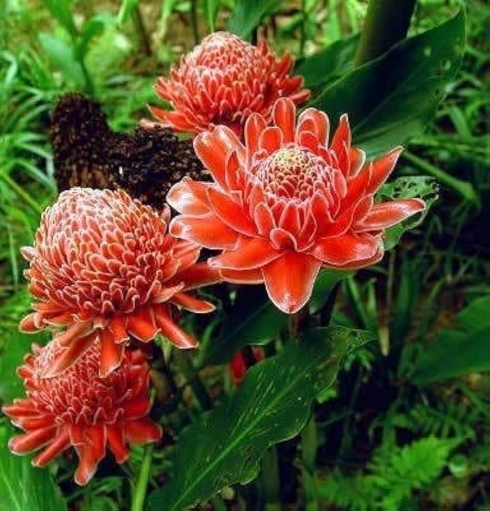 Etlingera Elatior Flower Seeds for Planting – 100 pcs, Heirloom, Non-GMO, High Germination