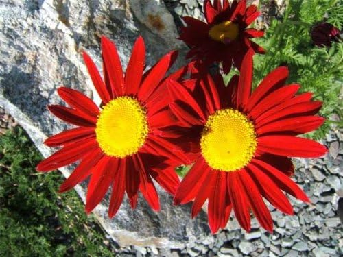 red rose flower seeds