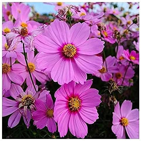 cosmos radiance flower seeds