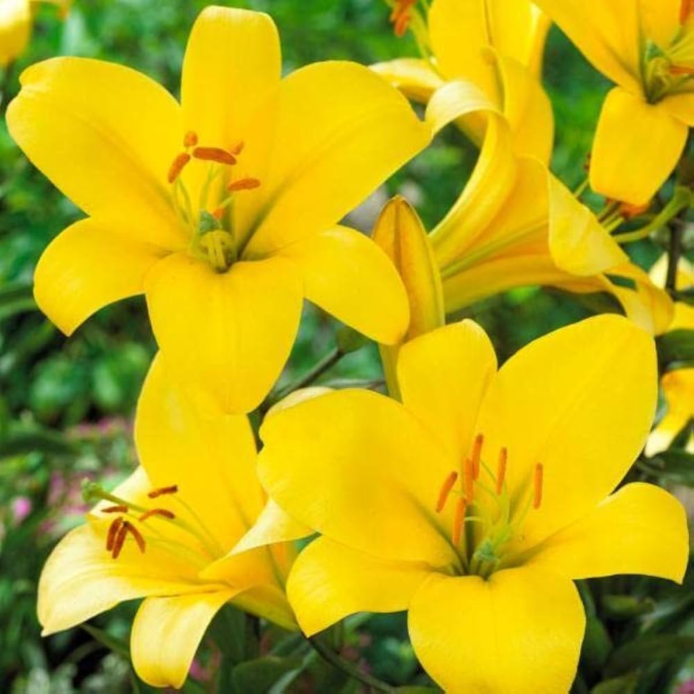 lily lilium flower seeds