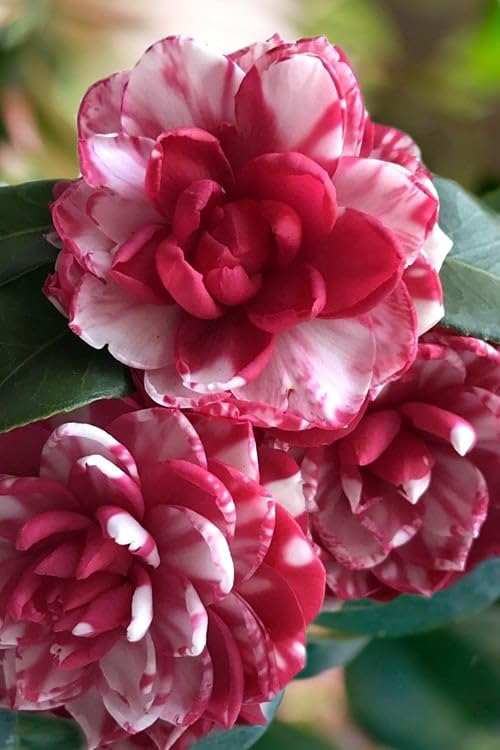 Red White Camellia Flower Seeds for Planting - 100 pcs