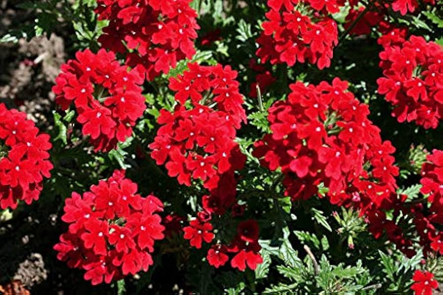 Fresh Verbena Flower Seeds for Planting, Red 100 pcs