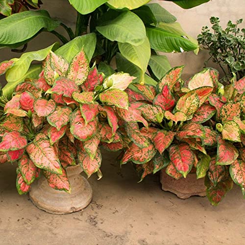 Heirloom Non-GMO Mixed Aglaonema Indoor Plant Seeds