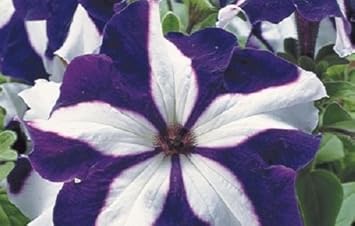 Flower Seeds, Seeds for Planting, Plant Seeds